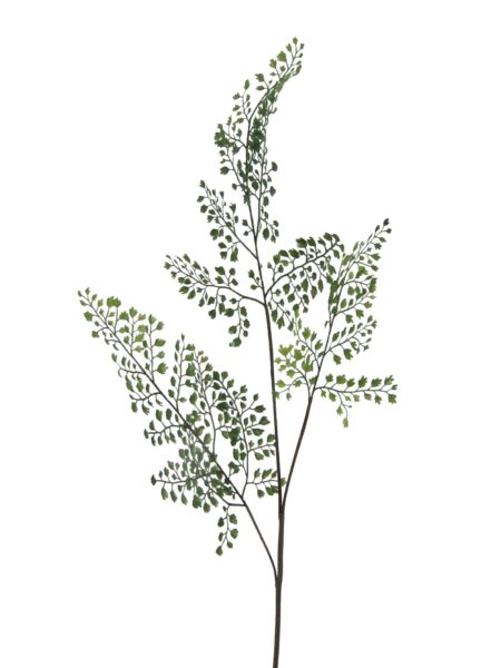 ADIANTHUM GREN