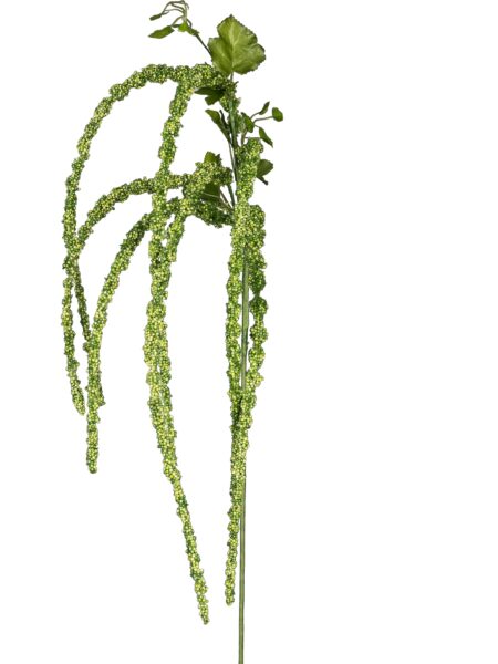 Amaranthus lime