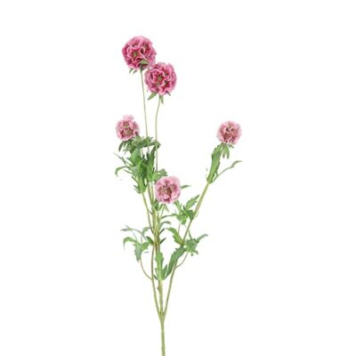 Combretocarpus rosa