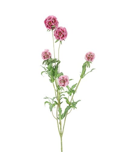 Combretocarpus rosa