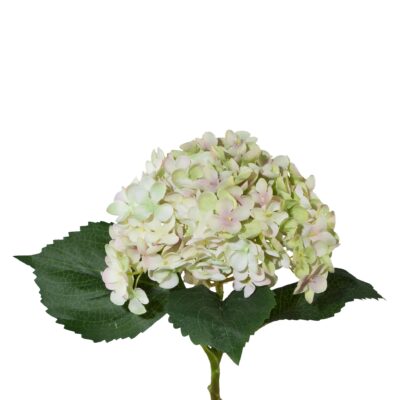 Hortensia hvid-rosa