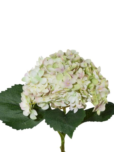 Hortensia hvid-rosa