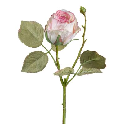 Vintage rose rosa