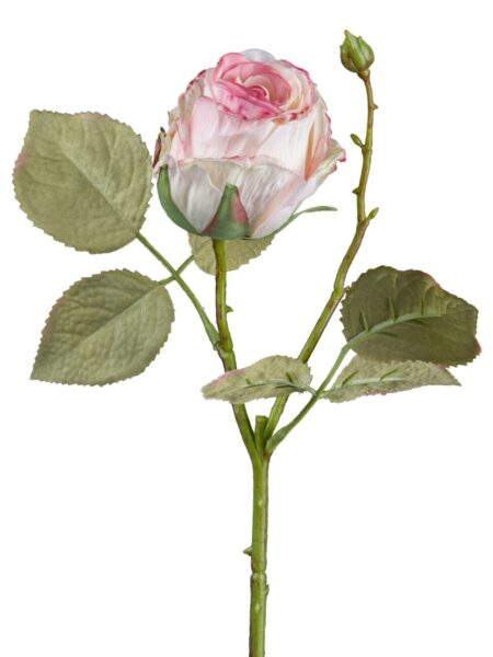 Vintage rose rosa