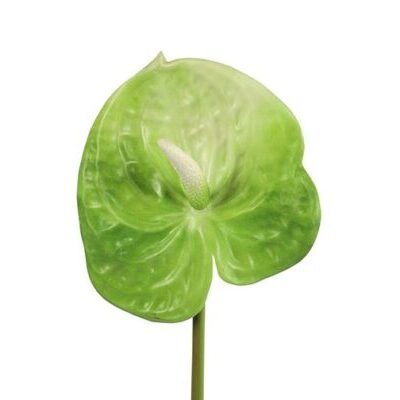 Anthurium lime 61 cm