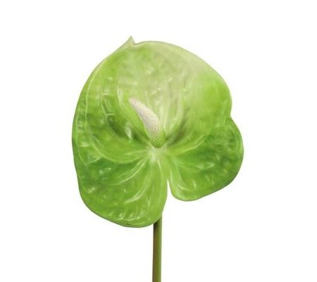 Anthurium lime 61 cm