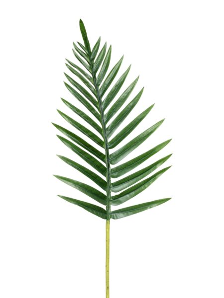 Palmeblad