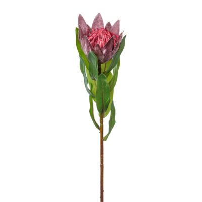Protea