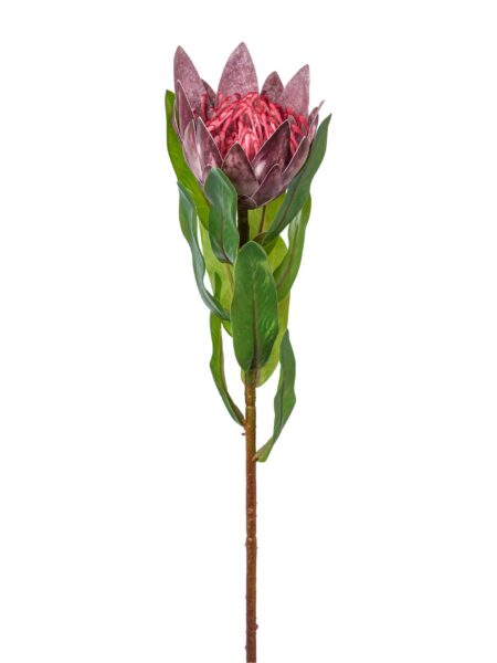 Protea