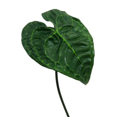 anthuruim blad h74 cm