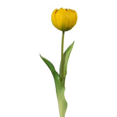 tulipan gul