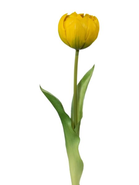 tulipan gul