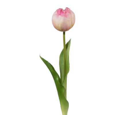 tulipan rosa