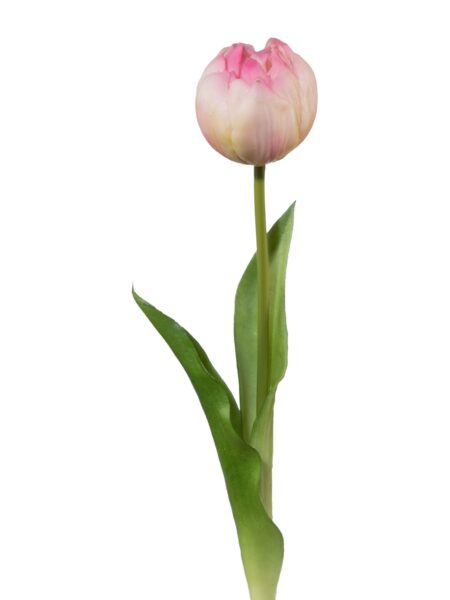 tulipan rosa